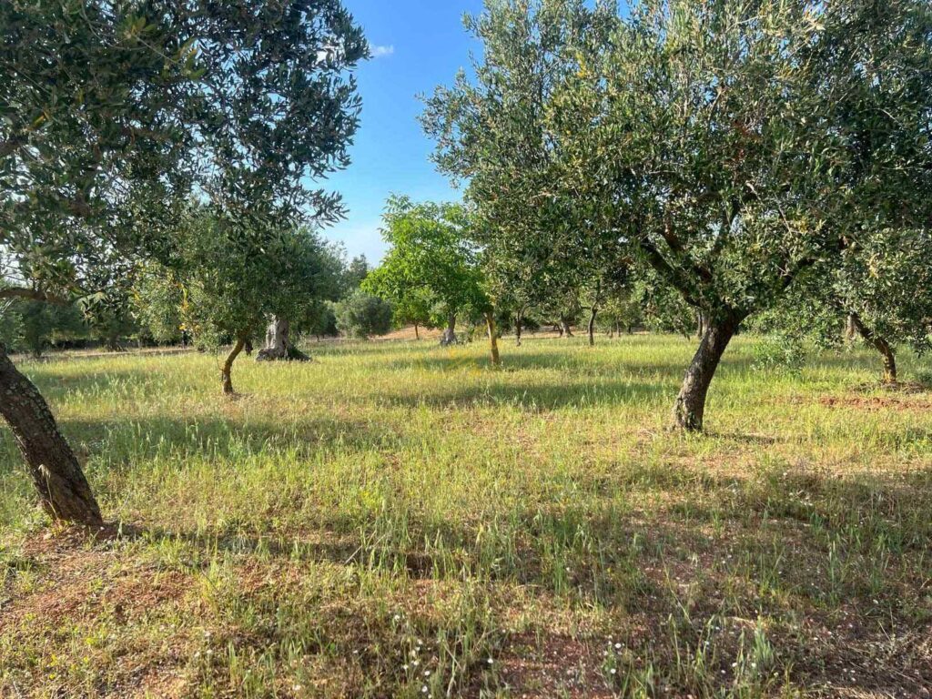 G1732485689753821